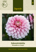 Dekorativdahlia 'Strawberry Cream', ca. 7-10 cm store, fyldte blomster i flødehvid med striber og pletter i jordbærrød på høje, kraftige stilke.