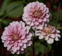 Dekorativdahlia 'Strawberry Cream', ca. 7-10 cm store, fyldte blomster i flødehvid med striber og pletter i jordbærrød på høje, kraftige stilke.