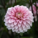 Dekorativdahlia 'Strawberry Cream', ca. 7-10 cm store, fyldte blomster i flødehvid med striber og pletter i jordbærrød på høje, kraftige stilke.