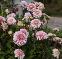 Dekorativdahlia 'Strawberry Cream', ca. 7-10 cm store, fyldte blomster i flødehvid med striber og pletter i jordbærrød på høje, kraftige stilke.