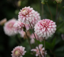 Dekorativdahlia 'Strawberry Cream', ca. 7-10 cm store, fyldte blomster i flødehvid med striber og pletter i jordbærrød på høje, kraftige stilke.