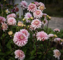 Dekorativdahlia 'Strawberry Cream', ca. 7-10 cm store, fyldte blomster i flødehvid med striber og pletter i jordbærrød på høje, kraftige stilke.