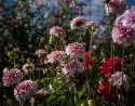 Dekorativdahlia 'Strawberry Cream', ca. 7-10 cm store, fyldte blomster i flødehvid med striber og pletter i jordbærrød på høje, kraftige stilke.