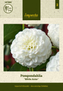 Pompondahlia ''''White Aster'''' 1 stk.