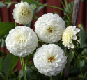 Pompondahlia ''''White Aster'''' 1 stk.