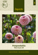 Pompondahlia ''''Wine Eyed Jill'''' 1 stk.