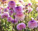Pompondahlia ''''Wine Eyed Jill'''' 1 stk.