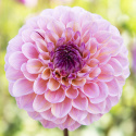 Pompondahlia ''''Wine Eyed Jill'''' 1 stk.