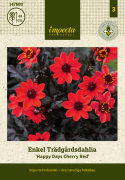 Enkel havedahlia ''Happy Days Cherry Red'' 1 stk.