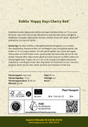 Enkel havedahlia ''Happy Days Cherry Red'' 1 stk.