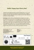 Enkel havedahlia 'Happy Days Cherry Red' 1 stk.