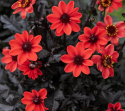 Enkel havedahlia ''Happy Days Cherry Red'' 1 stk.