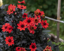 Enkel havedahlia ''Happy Days Cherry Red'' 1 stk.