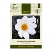 Enkel havedahlia 'Dahlegria White' 1 stk.