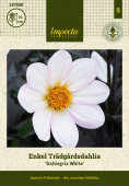Enkel havedahlia 'Dahlegria White' 1 stk.