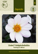 Enkel havedahlia ''''Dahlegria White'''' 1 stk.