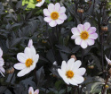 Enkel havedahlia ''''Dahlegria White'''' 1 stk.