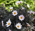 Enkel havedahlia ''''Dahlegria White'''' 1 stk.