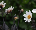Enkel havedahlia ''''Dahlegria White'''' 1 stk.
