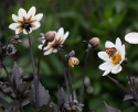 Enkel havedahlia ''''Dahlegria White'''' 1 stk.