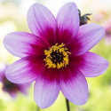 Enkel havedahlia ''Whishes ''n Dreams'' 1 stk.