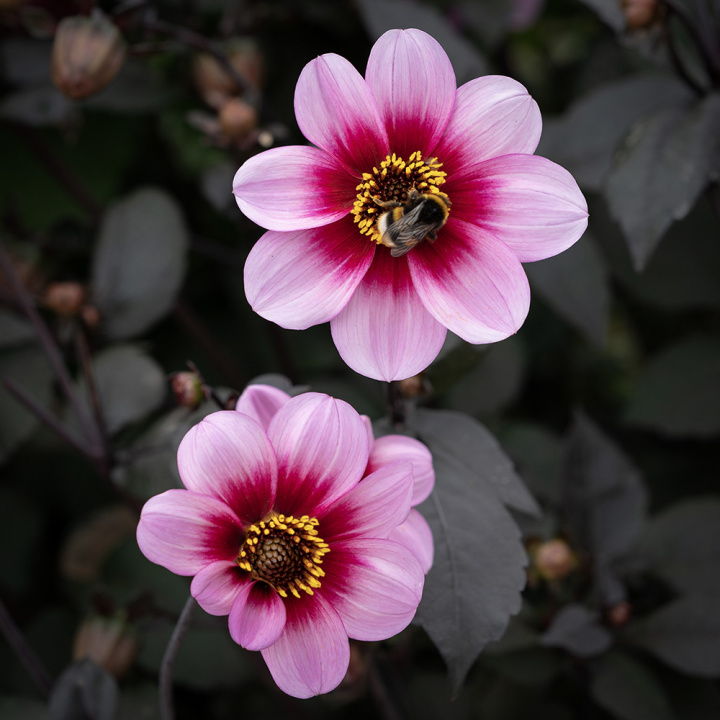 Enkel havedahlia ''Whishes ''n Dreams'' 1 stk.