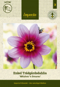 Enkel havedahlia ''Whishes ''n Dreams'' 1 stk.
