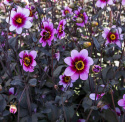 Enkel havedahlia ''Whishes ''n Dreams'' 1 stk.