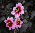 Enkel havedahlia ''Whishes ''n Dreams'' 1 stk.