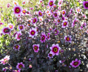 Enkel havedahlia ''Whishes ''n Dreams'' 1 stk.