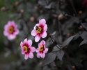 Enkel havedahlia ''Whishes ''n Dreams'' 1 stk.
