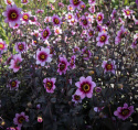 Enkel havedahlia ''Whishes ''n Dreams'' 1 stk.