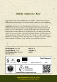 Dekorativ dahlia 'Gallery Art Fair' 1 stk.