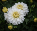 Dekorativ dahlia ''Gallery Art Fair'' 1 stk.