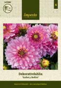 Dekorativ dahlia ''Gallery Bellini'' 1 stk.