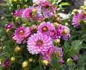 Dekorativ dahlia ''Gallery Bellini'' 1 stk.