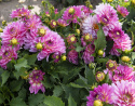 Dekorativ dahlia ''Gallery Bellini'' 1 stk.