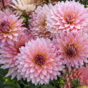 Dekorativ dahlia ''Gallery Leonardo'' 1 stk.
