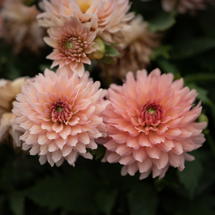 Dekorativ dahlia ''Gallery Leonardo'' 1 stk.