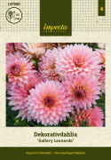 Dekorativ dahlia ''Gallery Leonardo'' 1 stk.