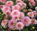 Dekorativ dahlia ''Gallery Leonardo'' 1 stk.