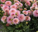Dekorativ dahlia ''Gallery Leonardo'' 1 stk.