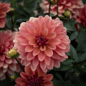 Dekorativ dahlia ''Gallery Matisse'' 1 stk.