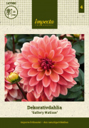 Dekorativ dahlia ''Gallery Matisse'' 1 stk.