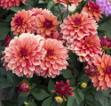 Dekorativ dahlia ''Gallery Matisse'' 1 stk.