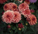 Dekorativ dahlia ''Gallery Matisse'' 1 stk.