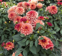 Dekorativ dahlia ''Gallery Matisse'' 1 stk.