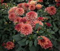 Dekorativ dahlia ''Gallery Matisse'' 1 stk.