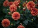 Dekorativ dahlia ''Gallery Matisse'' 1 stk.