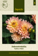 Dekorativ dahlia 'Gallery Pablo', Rigtblomstrende med en kompakt og buskagtig vækst, fremragende til krukker og bede.